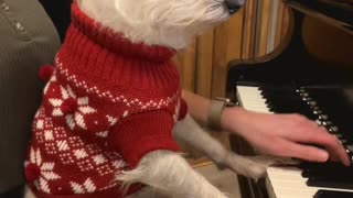 Relaxed Doggy Listens Closely to Christmas Carol