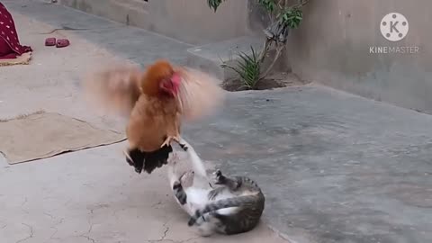 Rooster Vs Cat real fight