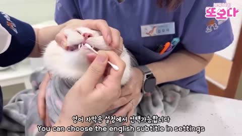 What's the first time a kitten manicures her nails and cleans her teeth?