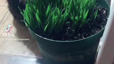 Yummy Cat Grass