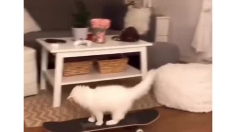 Finding out your cat's hidden talent!