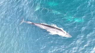 Six Rorquals Including Mum And Calf Spotted Off Spanish Coast