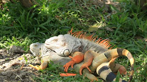 Iguana Mating Stock Video