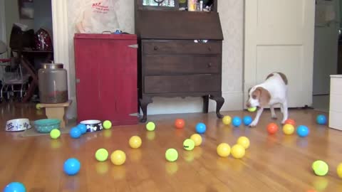 Dog Surprised with 100 Balls for Birthday | Cute Dog Funny Reaction