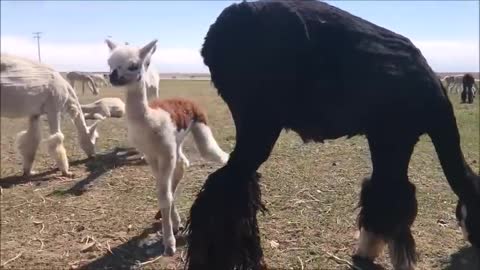 Baby Alpaca in the house with dog and cat