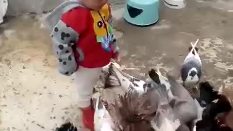 Kids Playing with Pigeon funny