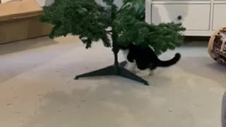 Kitten vs Christmas tree