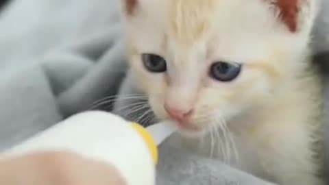 Cute Newborn KITTEN, How to Syringe Feed a Newborn Kitten #shorts