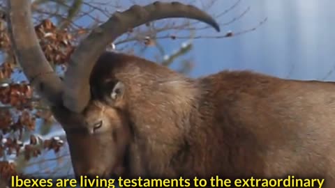 This Goat Defies Gravity And Climb Everything! - Meet Ibex
