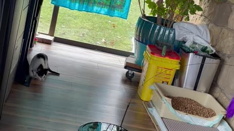 Robot Vacuum Doubles as Kitten Babysitter