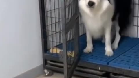 funny dog reaction to cutting cake