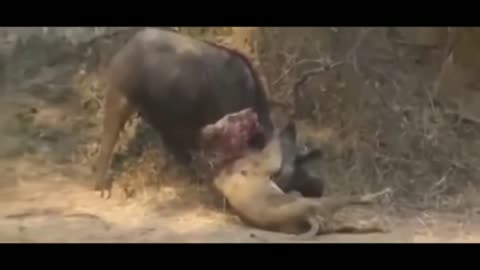Shocking Video A Buffalo Kills Lion Face To Face