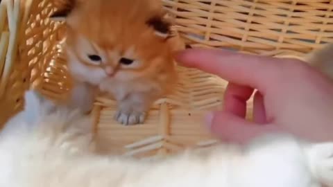 Cute and Funny Cat