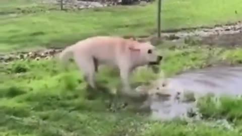 Dog Just Splashing And Having Fun Bank 1 Creative Common Videos #shorts