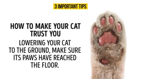 HOW TO UNDERSTAND YOUR CAT BETTER AND HOW TO TRAIN THEM IN EASY WAY