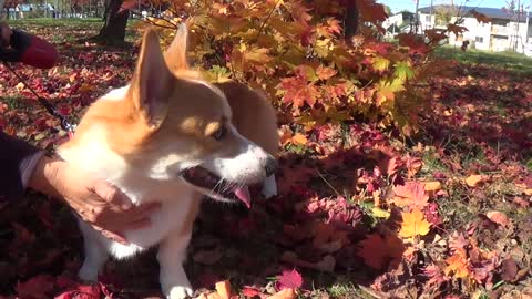 Beautiful japanese fall and Corgi