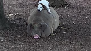 Giant Pig and Dog are Nap Buddies