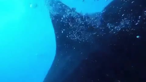 Divers Fight With Shark