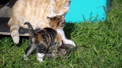 Adorable Kittens And Mother Cat