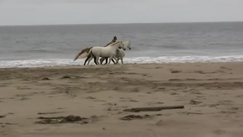 Horses at Liberty