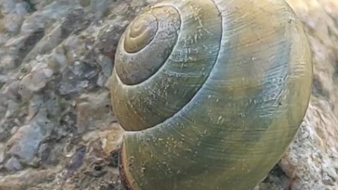Relaxation: Serene Garden Moments: Mesmerizing Snail's Graceful Journey: #shorts #journey #snail