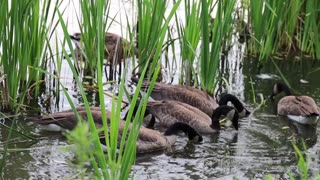 Flock of Goose Eating on the Lake Water