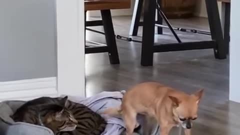 Cat funny vs dig