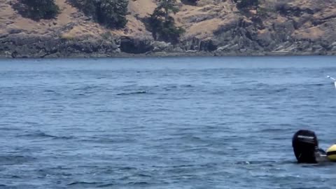 Orcas @ San Juan Islands # 3