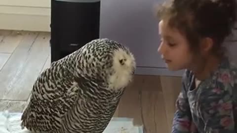 The Wonderful Friend of Little Girl and Owl
