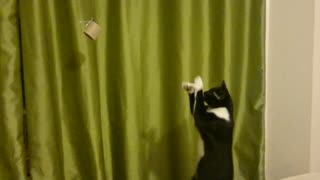 Cat tries to catch dangling object too far away