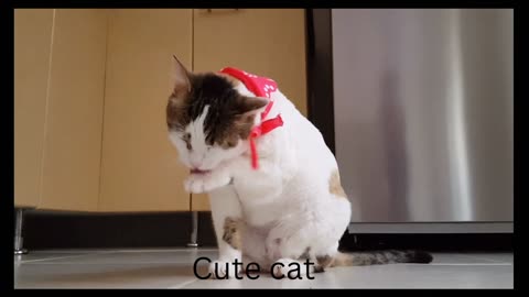 Cat cleaning itself (close up)