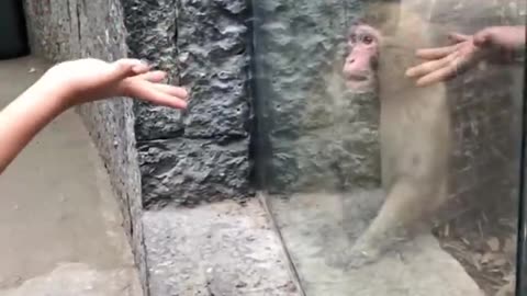 Monkey reaction to magic
