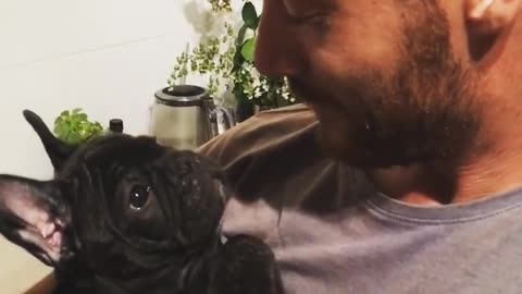 French Bulldog puppy discovers whistling sound