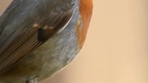 Canary bird singing, amazing