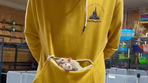 Rat Rescue Founder Shows Off Her Remarkable Rodents