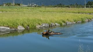 Moose Swimming on a Hot Summer Day