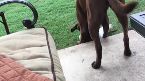 Dog keeps her toys clean with a towel