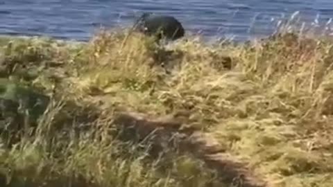 A bear fishing on a net