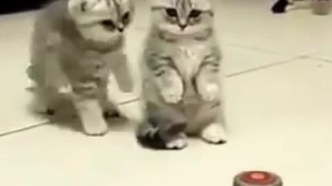 Funny kittens #kittens #funnycats #cats #cat