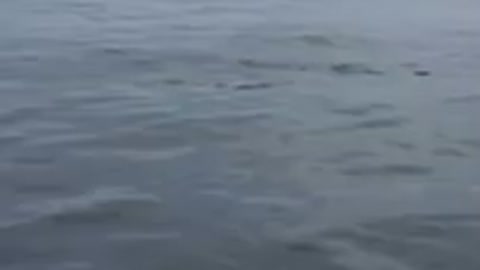 Humpback Whale Feeding Frenzy Off Cape Cod Coast