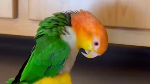 Parrot beacome a super dancer