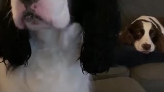 Rude dog burps right in owner's face