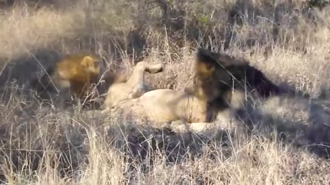 100 Brutal Moments Lion Fight For The Throne And What Happen Next