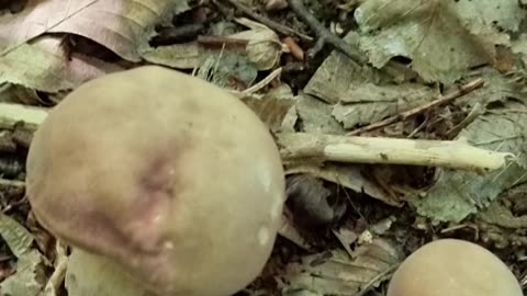 Summer Porcini Mushrooms, Boletus edulis