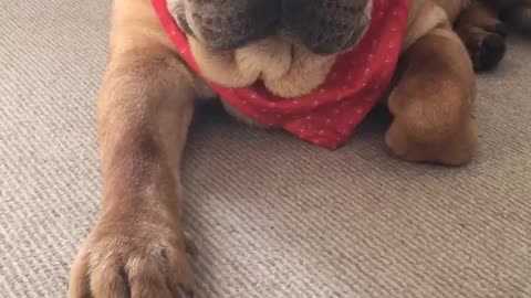Wrinkly dog can't stay awake