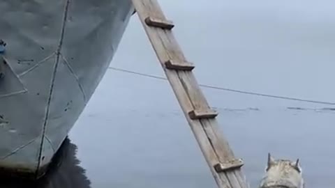 Smart Husky climbs ladder to board boat with people.