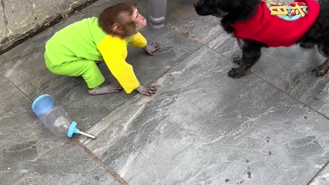 Funny Dog and Monkey Fight