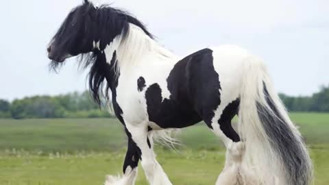 5 of the strangest horse breeds in the world