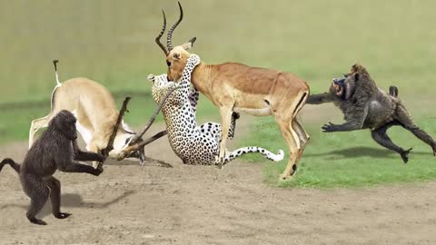 Amazing Baboon Save Impala From Leopard Jumps Tall Tree To Ambush | Leopard Hunting Fail