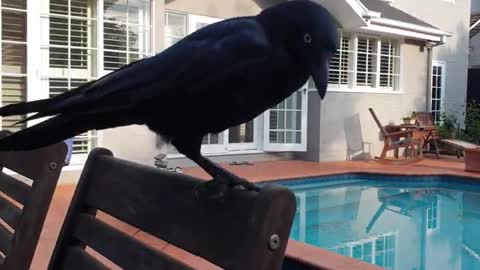 Raven loves his Roast chicken